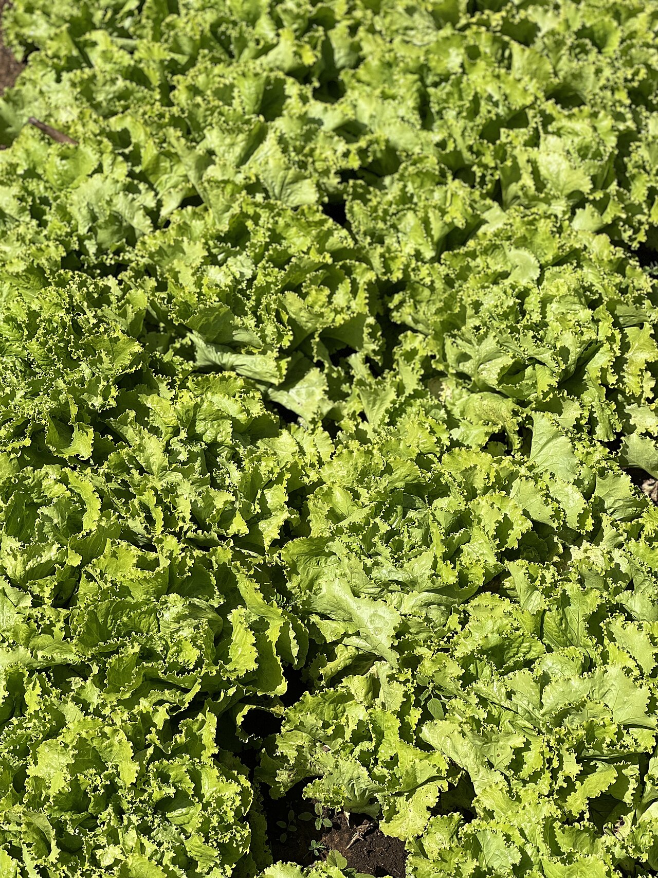 healthy salad plate (foto: Wuzyprod / CC BY-SA 4.0, Wikimedia Commons)