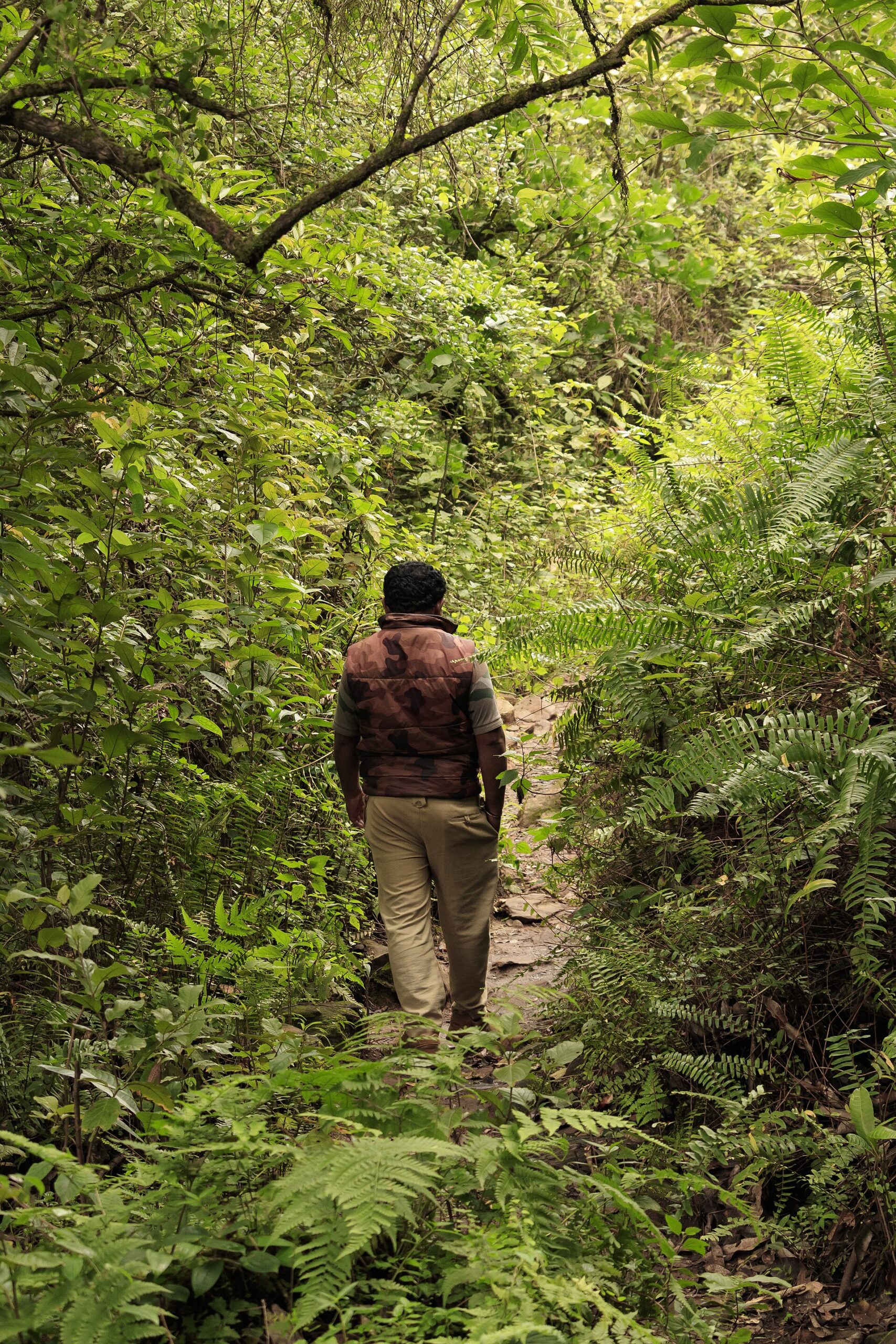 forest walking trail