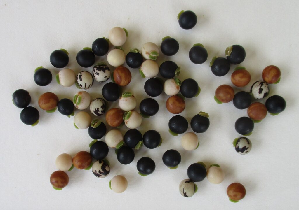 Pois cassés et lentilles secs répartis dans deux bols en céramique blancs